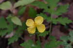 Celadine poppy